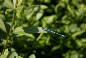 Blue dragonfly © Олена Пригода