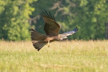 black kite - Milvus migrans in flight with meadow and trees in background. Photo from Lubusz...