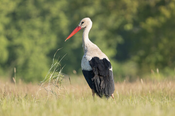 White stork - Ciconia ciconia standing on meadow at green background. Photo from Lubusz Voivodeship...