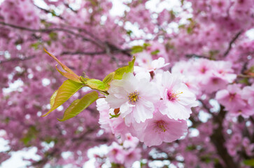 Cherry blossoms branch in full bloom soft focus close up, Pink flowers in springtime