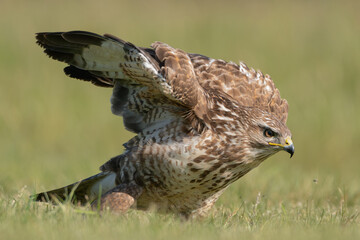 Common buzzard - Buteo buteo on ground at green background. Photo from Lubusz Voivodeship in Poland.