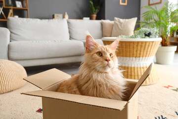 Cute beige Maine Coon cat sitting in cardboard box at home, closeup