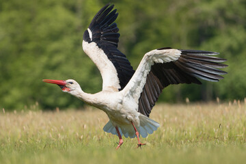 White stork - Ciconia ciconia on meadow with spread wings at green background. Photo from Lubusz Voivodeship in Poland.	