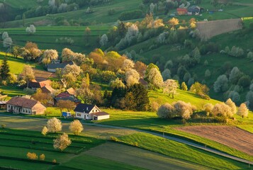 Spring landscape with blossom trees on a green meadows. Fresh country in Hrinova, Podpolanie region Slovakia, Europe. © Ivan