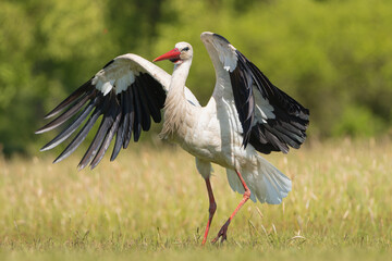 White stork - Ciconia ciconia on meadow with spread wings at green background. Photo from Lubusz Voivodeship in Poland.