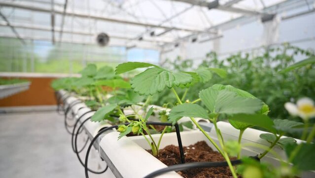 Wild strawberry grown with the Hydroponic method in a greenhouse