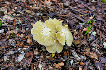 Yellow Field Cap Mushroom (Bolbitius titubans) sometimes called the Egg Yolk Fungus showing the pocketed or veined cap surface as the stickiness of the cap dries out
