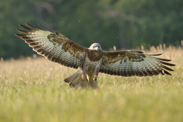 Common buzzard - Buteo buteo landing with spread wings on ground in spring green grass. Green...