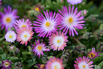 pink daisy in bloom in spring