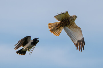Hooded crow - Corvus corone attacking in flight western marsh harrier, Eurasian marsh harrier -...
