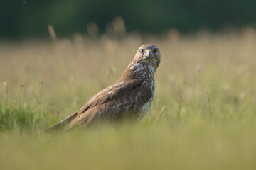 Common buzzard - Buteo buteo on ground in spring green grass. Green background. Photo from Lubusz Voivodeship in Poland.	