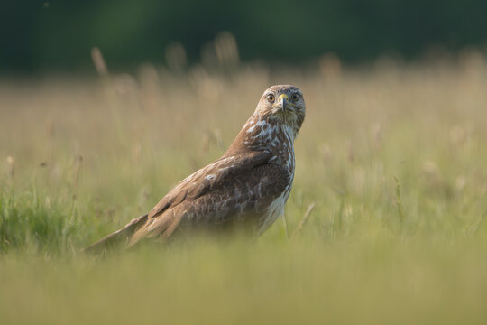 Common buzzard - Buteo buteo on ground in spring green grass. Green background. Photo from Lubusz Voivodeship in Poland.	