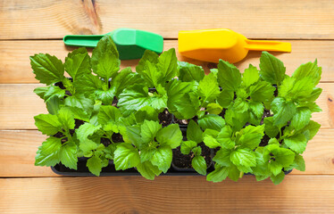 Green sprouts of young seedlings of garden aster flowers in plastic pots on wooden background....