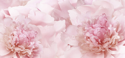 Pink peony flower.   Floral  background. Closeup. For design. Nature.