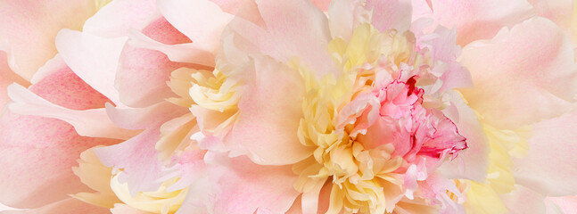 Pink peony flower.  Floral background. Closeup. For design. Nature.