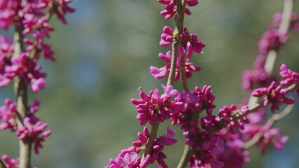 Beautiful Flowers Background. The Deep Pink Flowers. Purple Flowers On The Twigs. Close up.
