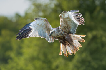 Western marsh harrier, Eurasian marsh harrier - Circus aeruginosus in flight with spread wings. Green background. Photo from Lubusz Voivodeship in Poland.