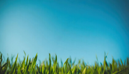 Fototapeta premium Green grass on blue clear sky