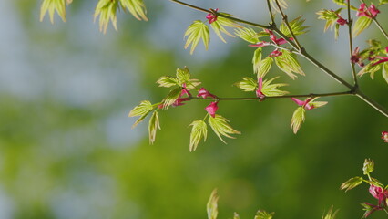 Sunshine In The Garden. Green Leaves Of Japanese Maple Trees That Are Blooming At The Beginning Of Spring. Still.