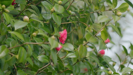 Beautiful Pink Camellia Japonica In Garden. Pink Camellias Flower Symbolize Greatness Of Soul. Close up.