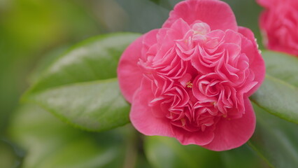 Camellia Japonica Variety Flower With Copy Space. Large Pink Camellia Flower In Garden. Close up.