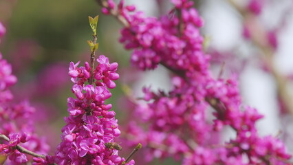 Blossoming Cercis Siliquastrum With Bee. Cercis Siliquastrum Against Blurred Background. Close up.