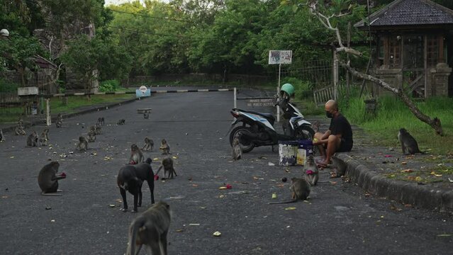 Volunteer Feeding Monkeys Out of Pocket While Stray Dog Roams Among Them in Search of Food