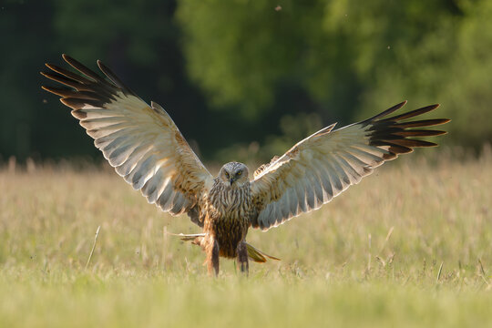 Western marsh harrier, Eurasian marsh harrier - Circus aeruginosus in landing with spread wings. Green background. Photo from Lubusz Voivodeship in Poland.	