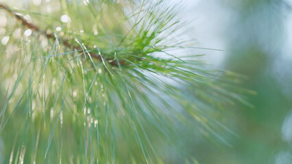 Evergreen Trees. Evergreen Fir Tree Pine With Needles. Pine Branch In The Spring. Bokeh. Out of...