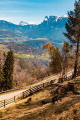Alpine spring view with a herd of goats near Klobenstein, Ritten, Eisacktal valley, South Tyrol, Italy