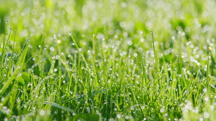 Blurred Grass Background With Water Drops. Dew Drops On Green Grass. Lush Foliage Meadow Under Warm...