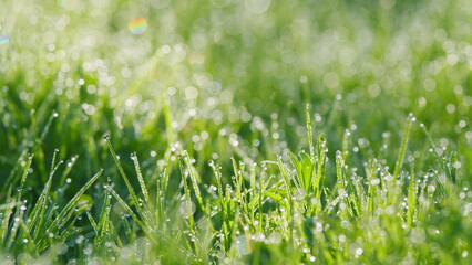 Abstract Nature Background. Young Green Grass With Dew Drops And Gentle Bokeh. Lawn In Nature...