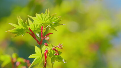 Spring Is Coming. Acer Palmatum Sprouting Red Foliage. Acer Palmatum Budding In The Spring. Close...