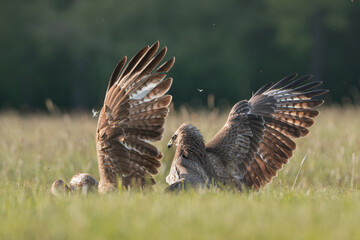 Common buzzards - Buteo buteo fighting on ground in spring green grass. Green background. Photo...