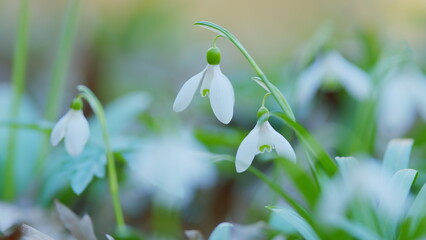 March 8 Holiday. White Snowdrop Flowers. Flower In Garden. Naturalised Early Spring Flower....