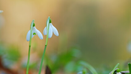 March 8 Holiday. White Snowdrop Flower Perennial Herbaceous Plant. Snowdrop Flowers Blossoming In A...
