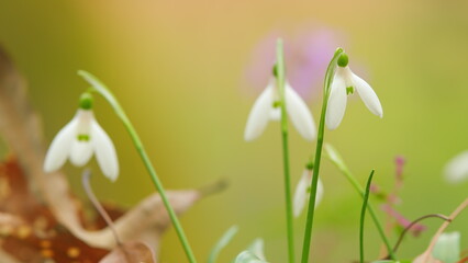 Snowdrop Or Common Snowdrop. Snowdrops After Snow Has Melted. Wild Plant Shot In Spring. Natural...