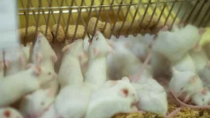 Documenting the daily activities of a laboratory mouse in a research setting.