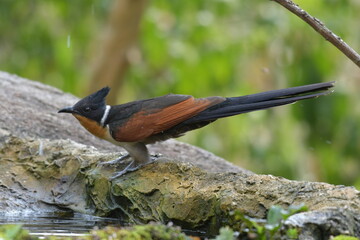 Chestnut-winged Cuckoo in Tampaton Temple Chonburi Thailand