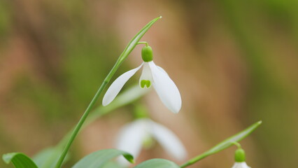 White Small Flower. Beautiful Common Snowdrop. Galanthus Nivalis. Fresh Common Snowdrops. Snowdrops...