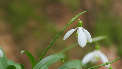 Galanthus Snowdrops In Bloom. Best Known And Most Widespread In Its Genus. White Springtime Flower.