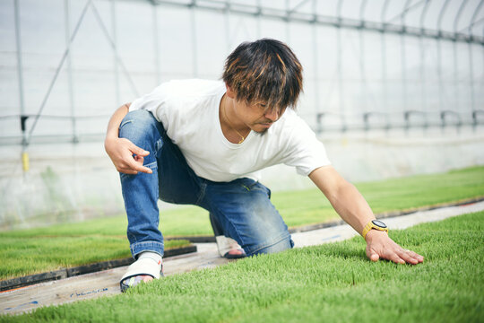 米の苗の成長を確認する農家さん