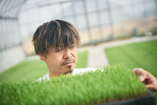 米の苗の成長を確認する農家さん