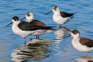 There are nearly 300 bird species in the bird paradise located in the delta where Izmir Gediz River reaches the sea.