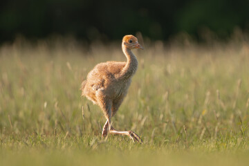 Common crane, Eurasian crane - Grus grus cute chick walking in green grass with meadow in background. Photo from Lubusz Voivodeship in Poland.