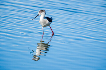There are nearly 300 bird species in the bird paradise located in the delta where Izmir Gediz River reaches the sea.