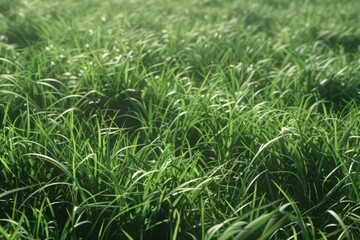 Detailed shot of a lush green grass field. Discover the serenity and freshness of the great outdoors.