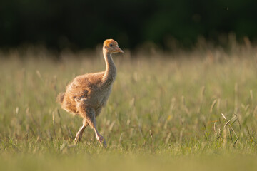 Common crane, Eurasian crane - Grus grus cute chick walking in green grass with meadow in...