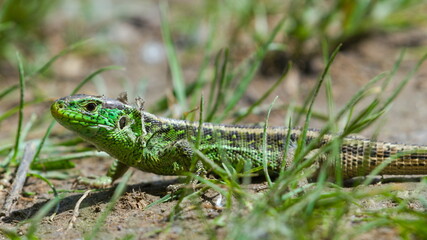 Lacerta agilis aka Sand lizard male is resting on sunny spot. Shed old skin. Most common reptile in Czech republic.
