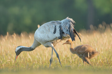Common crane, Eurasian crane - Grus grus adult with chick walking in green grass with meadow in background. Photo from Lubusz Voivodeship in Poland.	